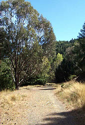 Near the beginning of Benmore Track
