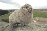 Shrek the famous high country sheep
